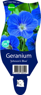 Geranium &#039;Johnson&#039;s Blue&#039;