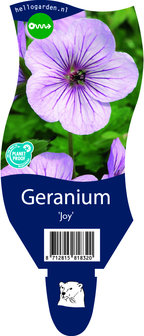 Geranium &#039;Joy&#039;