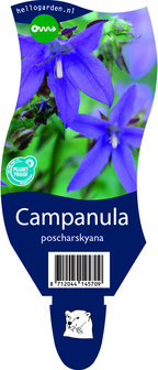 Campanula poscharskyana