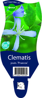 Clematis jouiniana &#039;Praecox&#039;