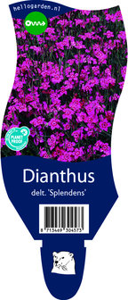 Dianthus deltoides &#039;Splendens&#039;