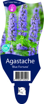 Agastache &#039;Blue Fortune&#039;