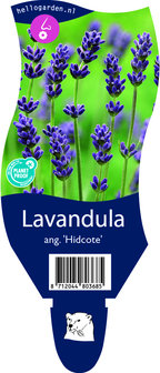 Lavandula angustifolia &#039;Hidcote&#039;