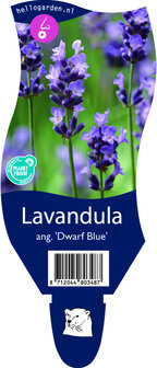 Lavandula angustifolia &#039;Dwarf Blue&#039;