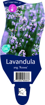 Lavandula angustifolia &#039;Rosea&#039;
