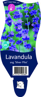 Lavandula angustifolia &#039;Silver Mist&#039;