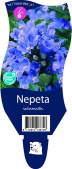 Nepeta subsessilis