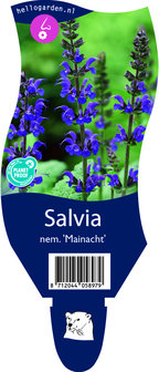 Salvia nemerosa &#039;Mainacht&#039;