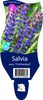 Salvia nemerosa &#039;Ostfriesland&#039;