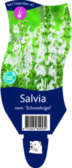 Salvia nemerosa &#039;Schneeh&uuml;gel&#039;