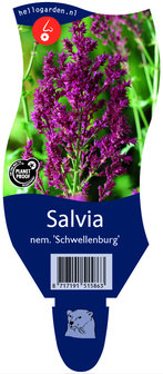 Salvia nemerosa &#039;Schwellenburg&#039;