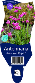 Antennaria dioica &#039;Alex Duguid&#039;
