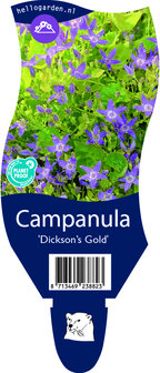 Campanula garganica &#039;Dickson&#039;s Gold&#039;