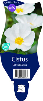 Cistus &#039;Obtusifolius&#039;