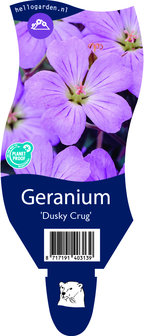 Geranium &#039;Dusky Cr&ucirc;g&#039;
