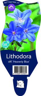 Lithodora diffusa &#039;Heavenly Blue&#039;