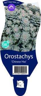 Orostachys &#039;Chinese Hat&#039;