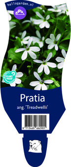 Pratia angulata &#039;Treadwellii&#039;