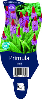 Primula vialii