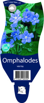 Omphalodes verna