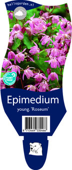 Epimedium youngianum &#039;Roseum&#039;