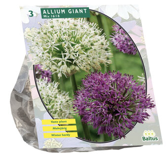 Allium Giant mix