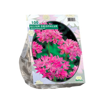 Allium Oreophilum