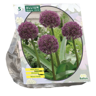 Allium Ostara