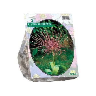 Allium Schuberti