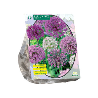 Allium mix paars-wit