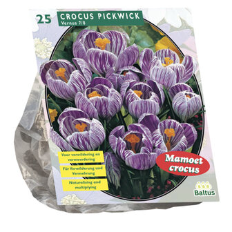 Crocus Grootbloemig, gestreept