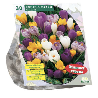 Crocus Grootbloemig, mix