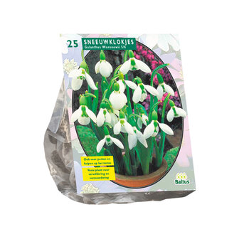 Galanthus Woronowii