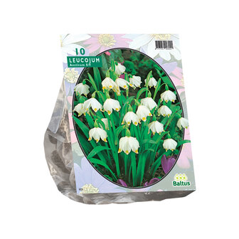 Leucojum