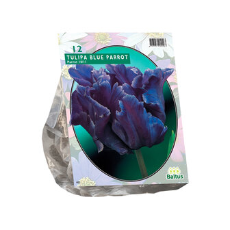 Tulipa Blue Parrot, Parkiet