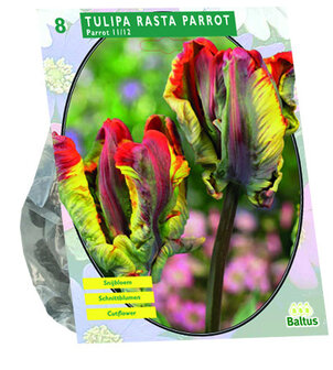 Tulipa Rasta Parrot, Parkiet