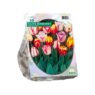 Tulipa Rembrandt mix