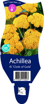 Achillea filipendulina &#039;Cloth of Gold&#039;