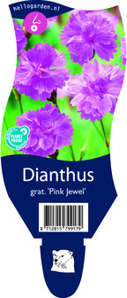Dianthus gratianopolitanus &#039;Pink Jewel&#039;