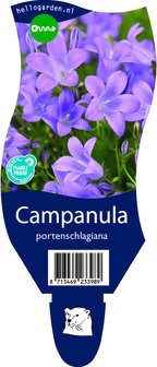 Campanula portenschlagiana
