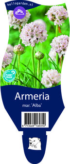 Armeria maritima &#039;Alba&#039;