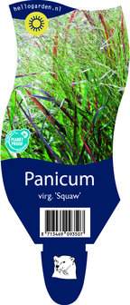 Panicum virgatum &#039;Squaw&#039;