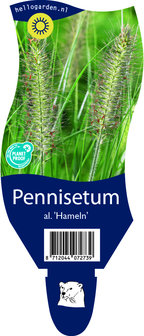 Pennisetum alopecuroides &#039;Hameln&#039;