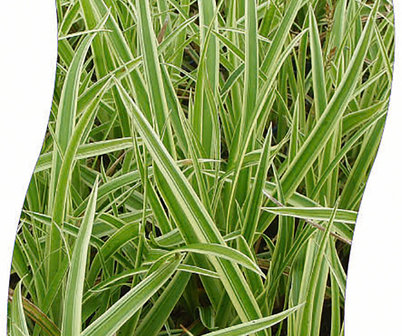 Carex morrowi &#039;Aureovariegata&#039;