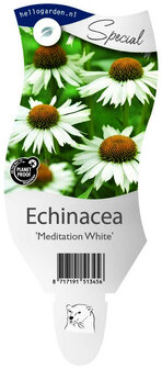 Echinacea Purpurea &#039;Meditation White&#039;
