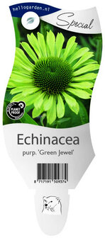 Echinacea Purpurea &#039;Green Jewel&#039;