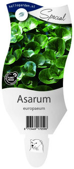 Asarum europaeum