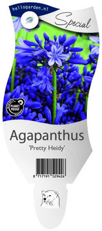 Agapanthus &#039;Pretty Heidy&#039;