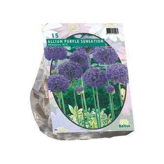 Allium Aflatunense Purple Sensation