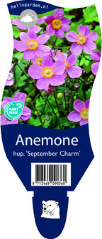 Anemone hupehensis &#039;September Charme&#039;